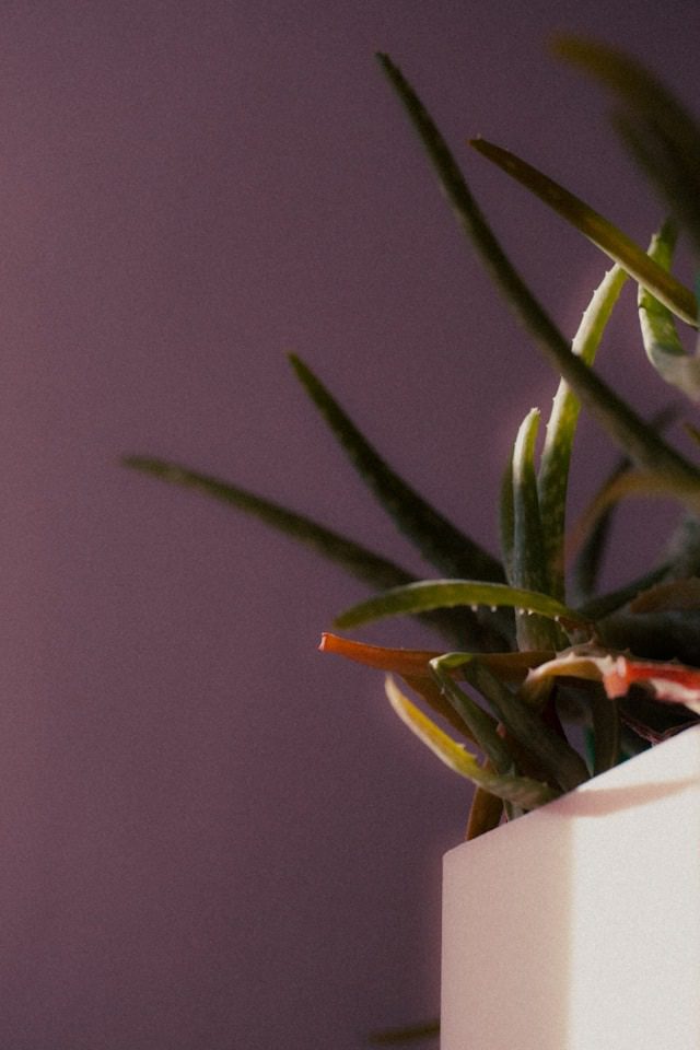 Aloe Vera Turning Brown