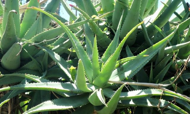 Aloe Vera Turning Brown