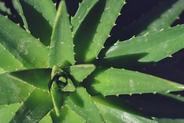 aloe vera plant