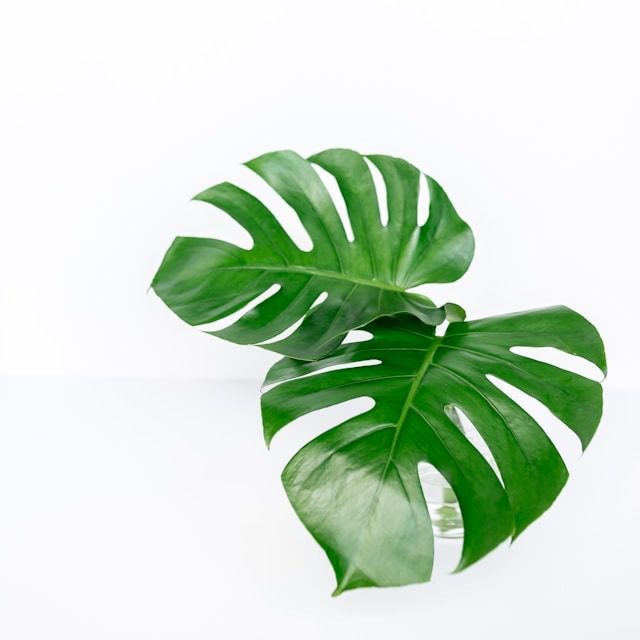 light a Monstera Deliciosa needs
