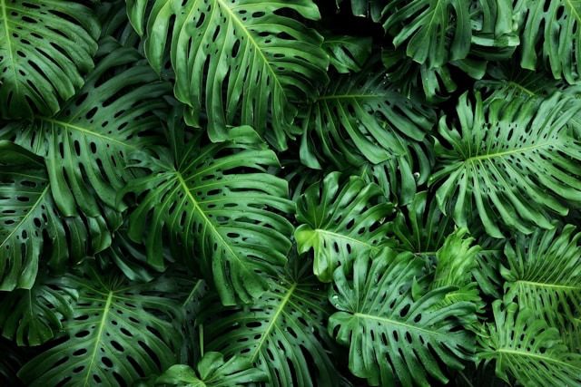 light a Monstera Deliciosa needs