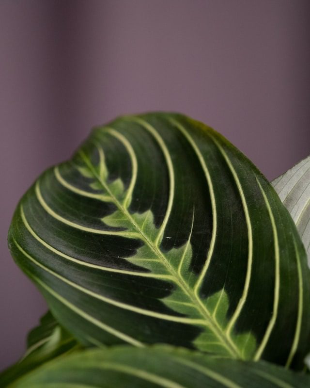 maranta