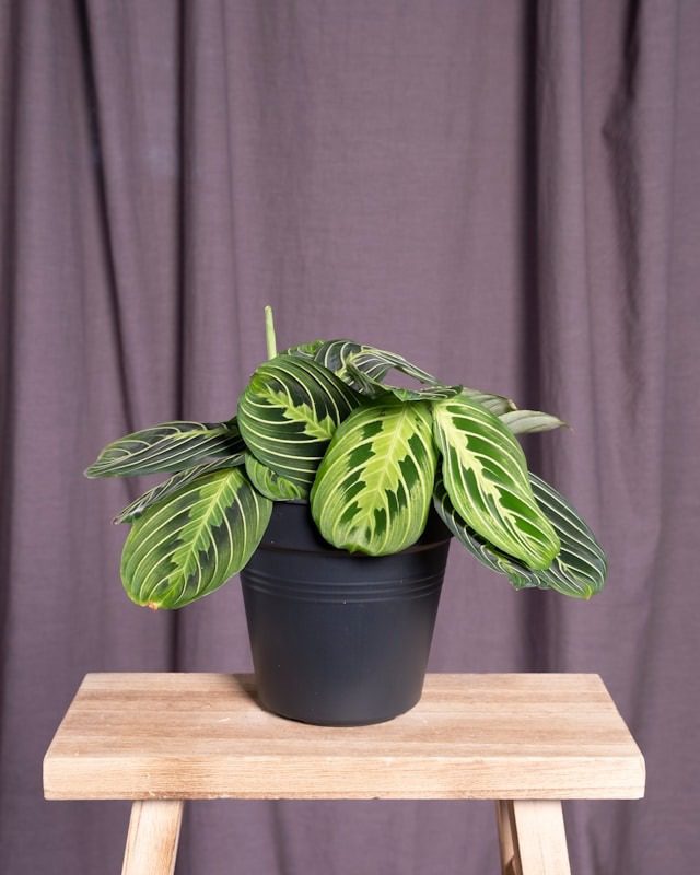 calathea vs maranta