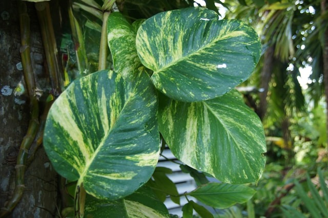 Water Golden Pothos