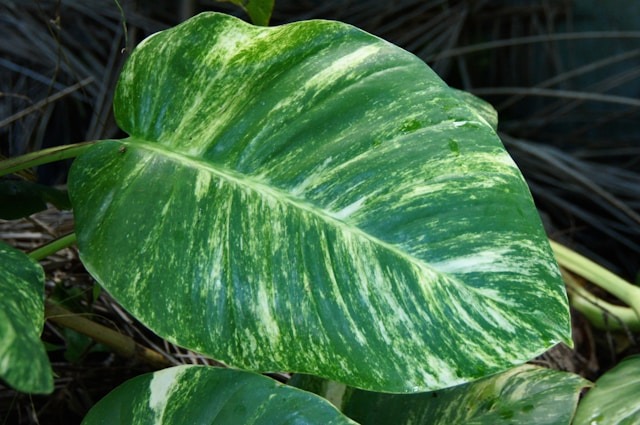 Water Golden Pothos
