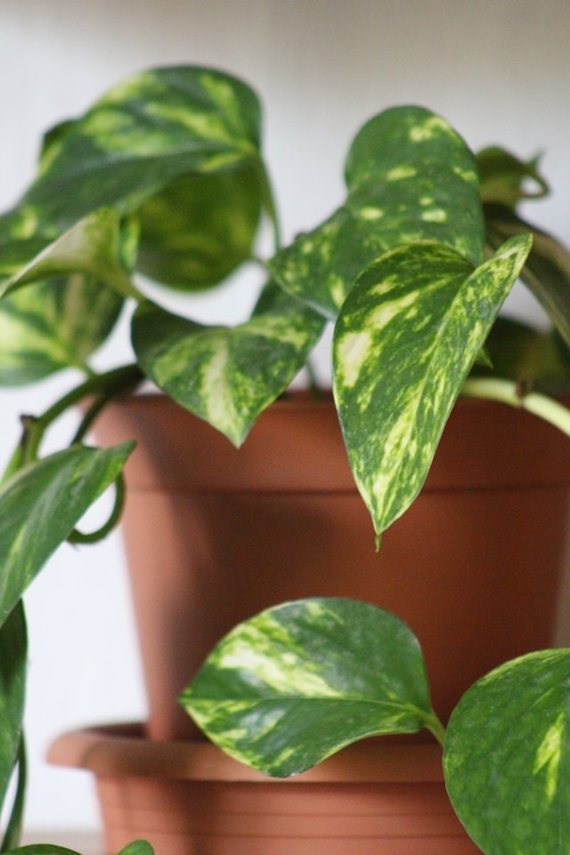 golden pothos watering guide