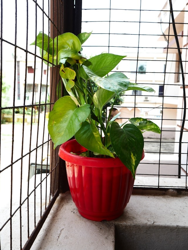 Water Golden Pothos