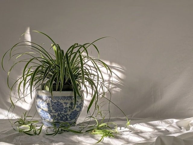 Indoor Plants for Low Light