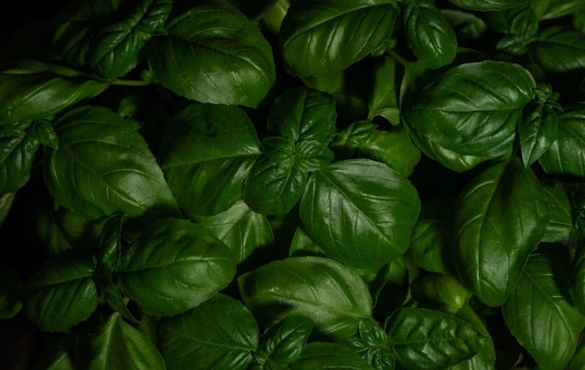 How to Harvest Basil Without Killing the Plant