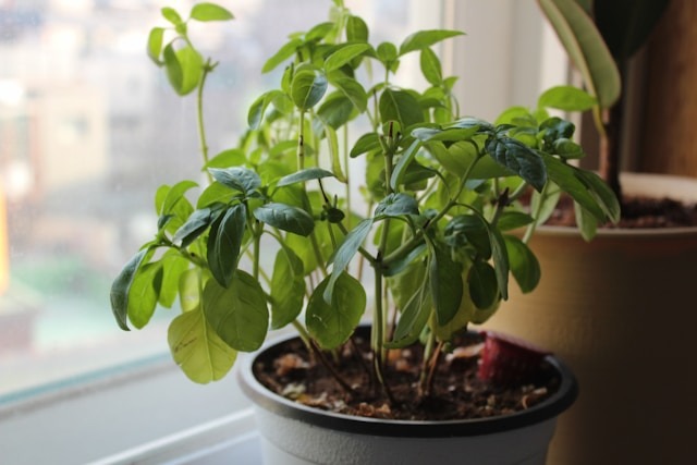 How to Harvest Basil Without Killing the Plant