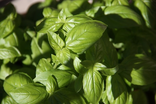 harvesting basil plant