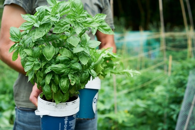 harvesting basil leaves