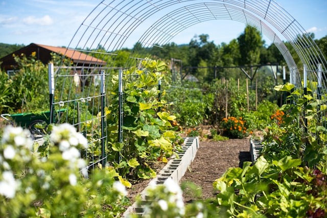 plant for the spring