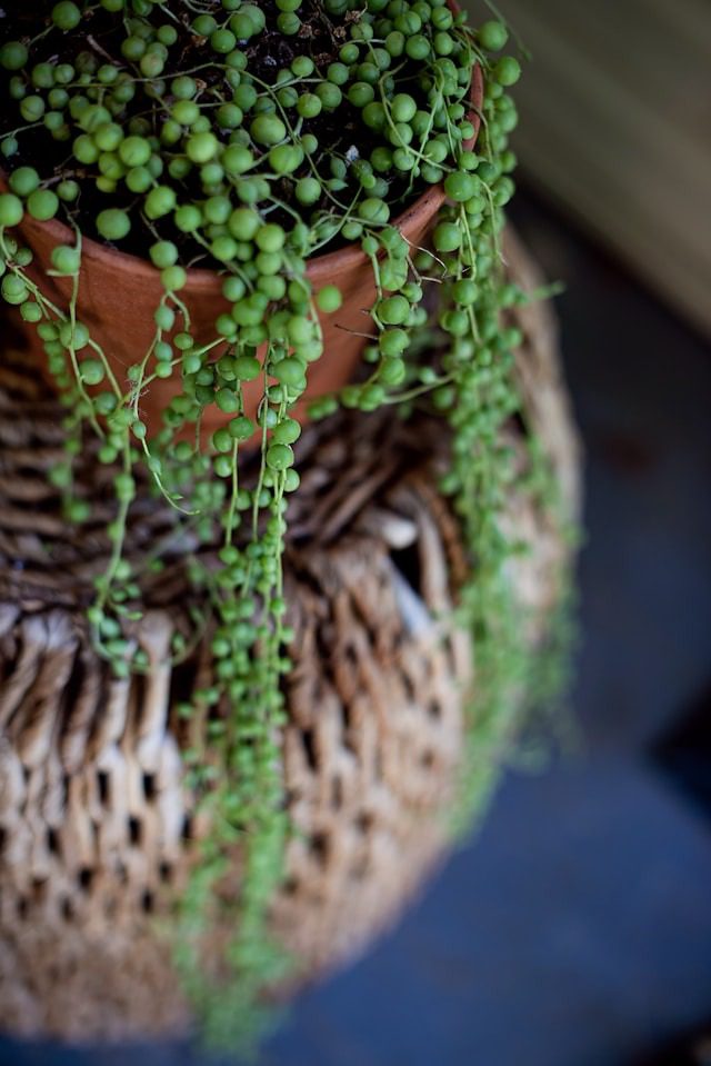 String of Pearls Plant dying