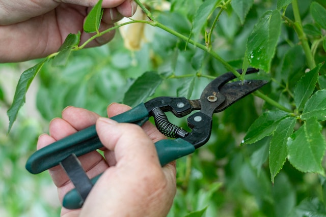 Best Pruning Shears for Home Gardeners