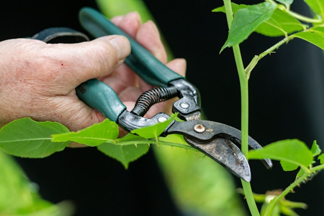 Best Shears for Home Gardeners