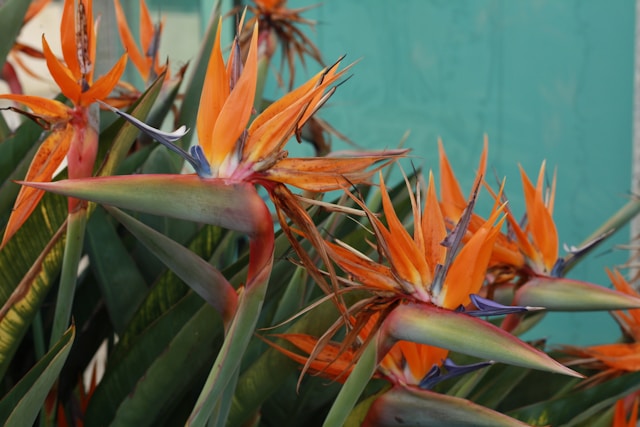 birds of paradise plant