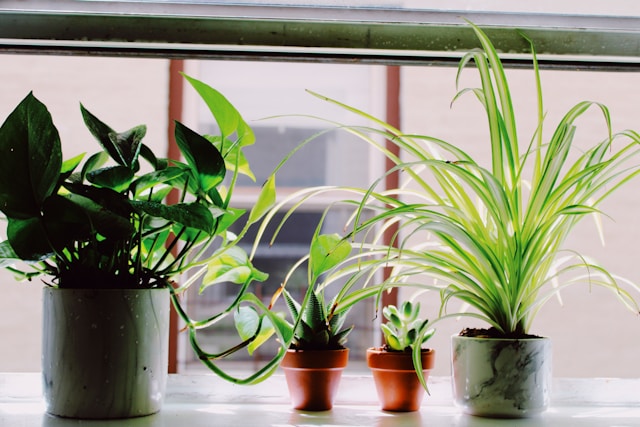 nutrient deficiency in plants