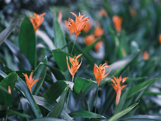 birds of paradise plant