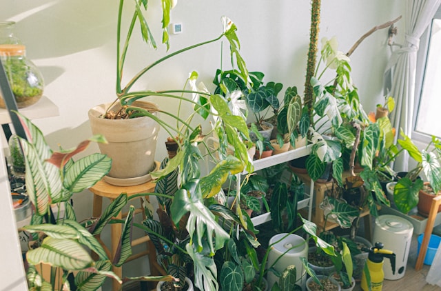 nutrient deficiency in plants