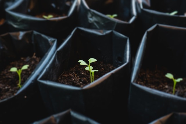 Grow Bags for Vegetables