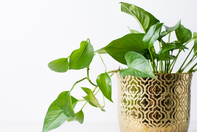 pothos