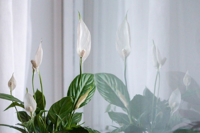 Plants for Home Office