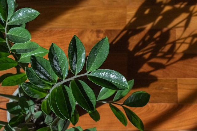 Plants for Home Office