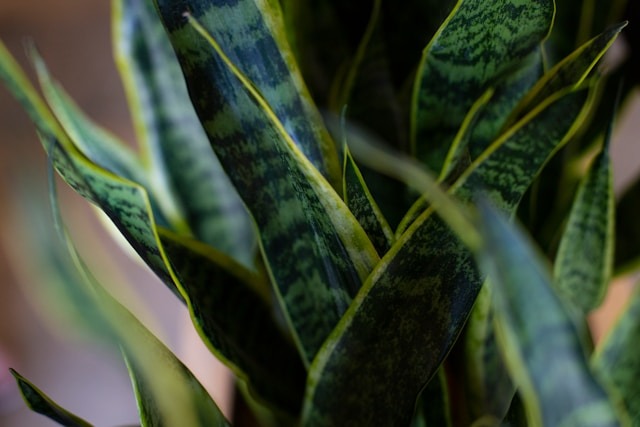 Plants for Home Office