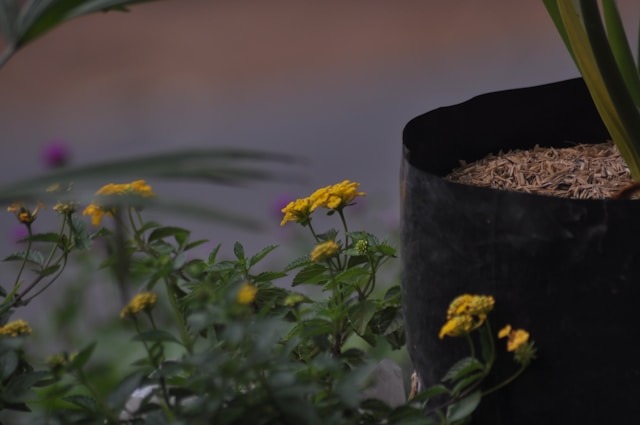 plastic grow bag