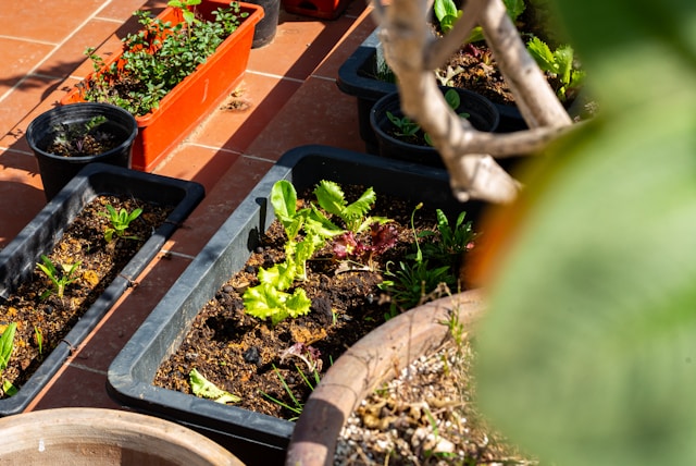container garden