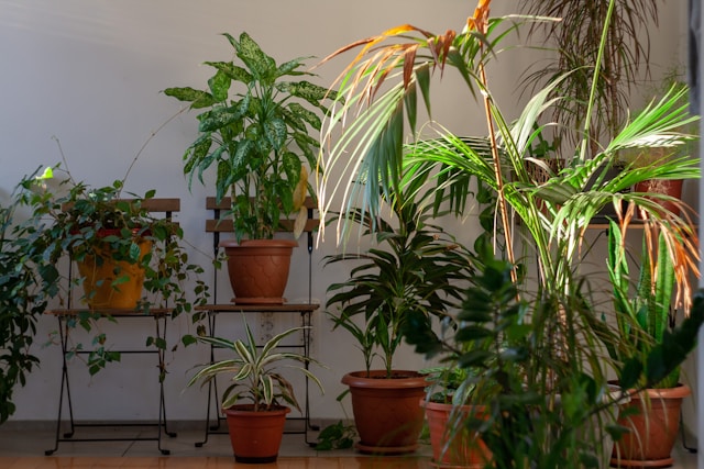 nutrient deficiency in plants