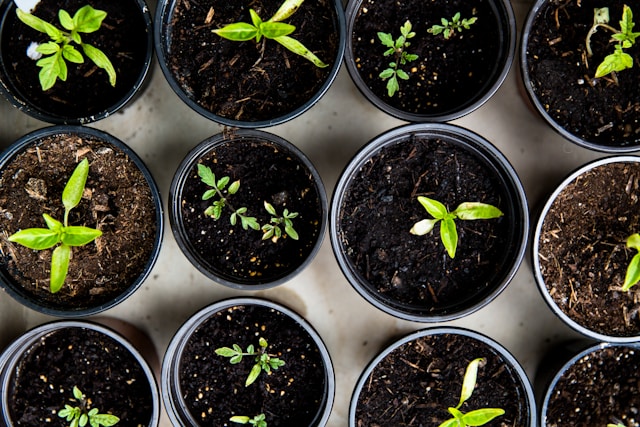 Start Seeds Indoors