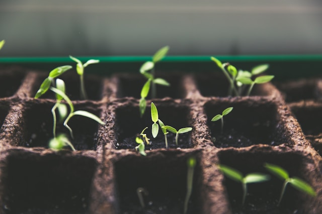 Start Seeds Indoors