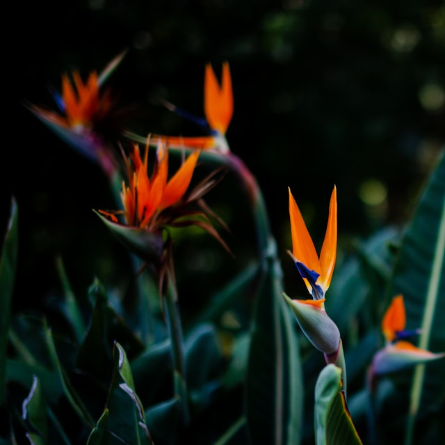 birds of paradise plant
