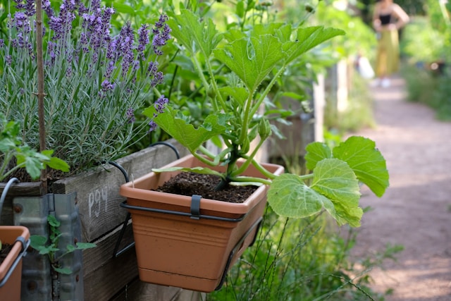 container vegetable garden