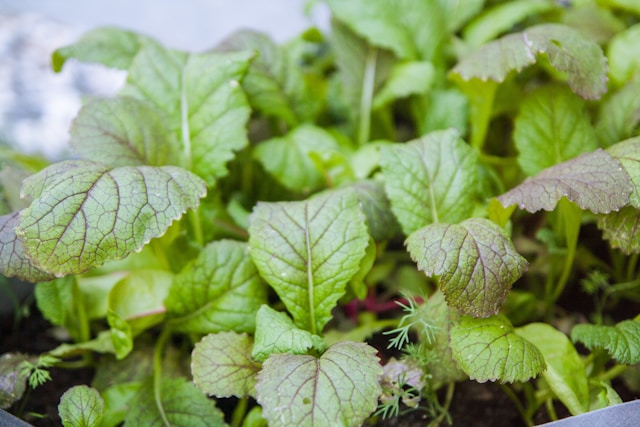 container vegetable garden