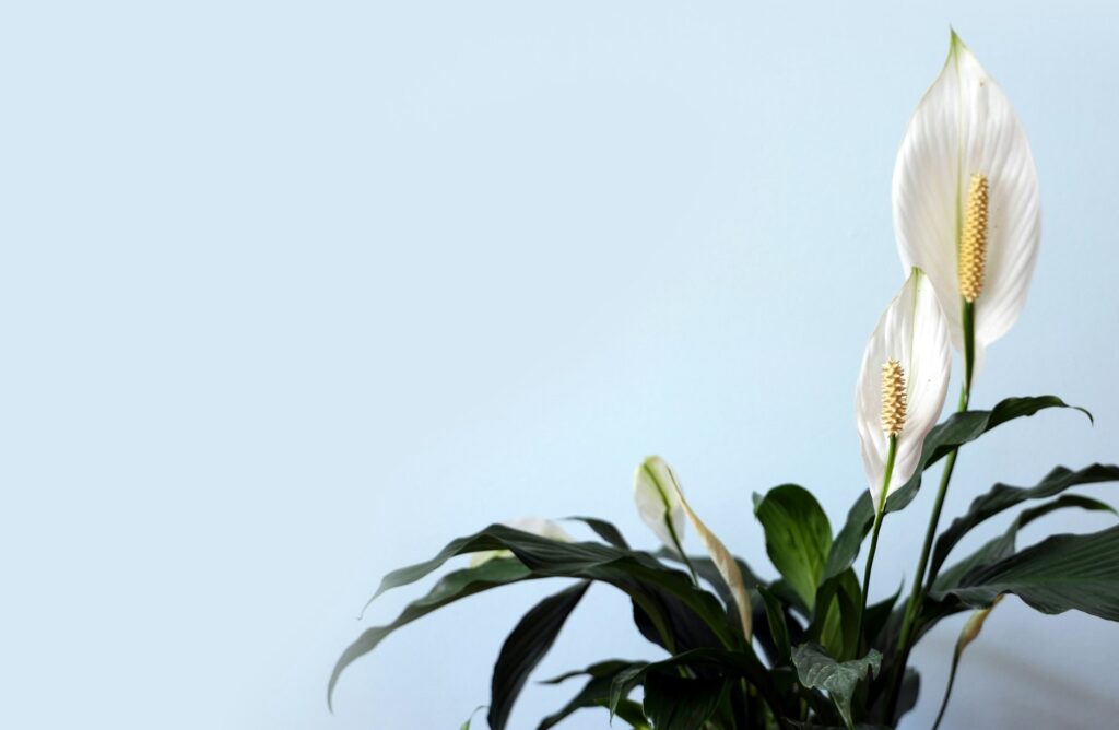 Peace Lily vs Snake Plant