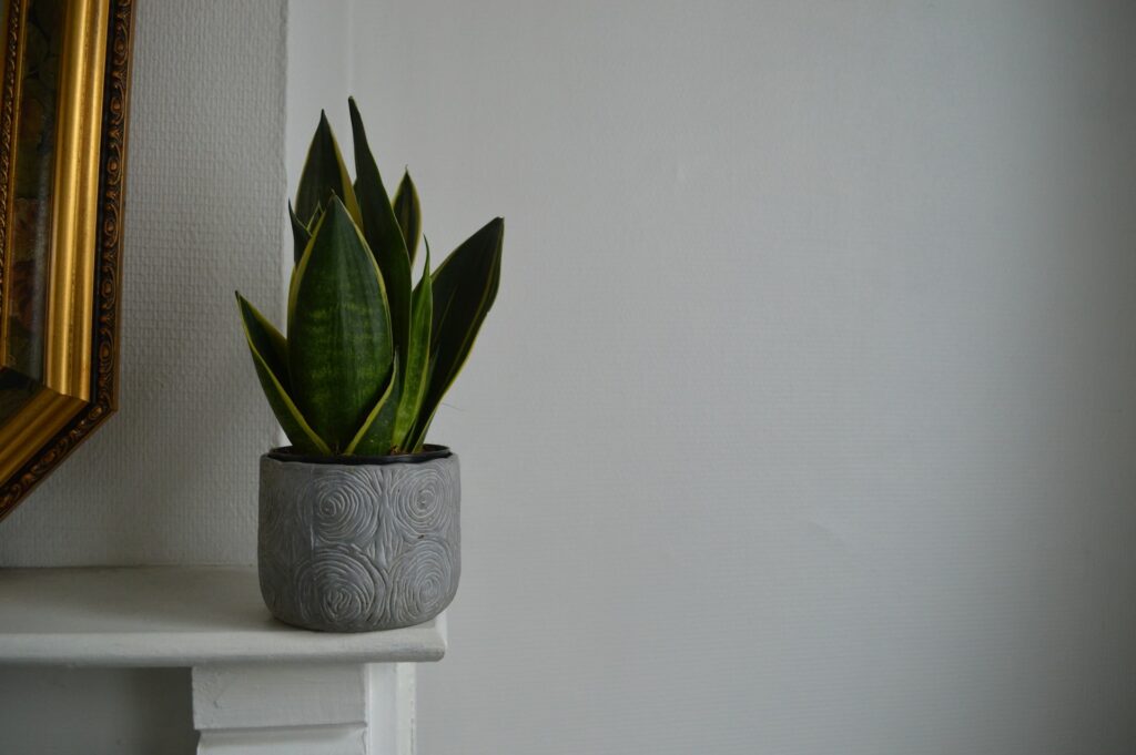 Peace Lily vs Snake Plant