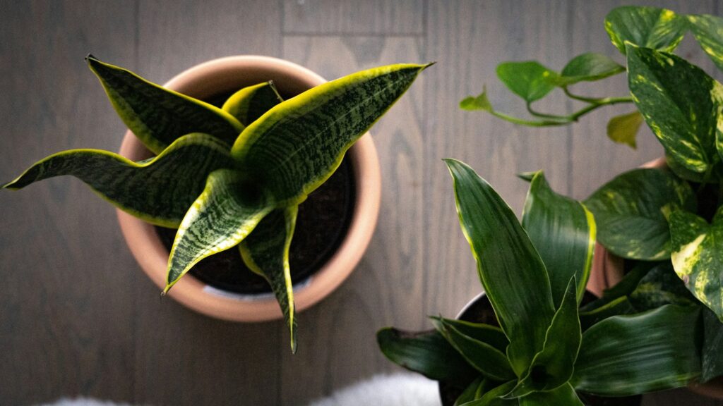 Peace Lily vs Snake Plant