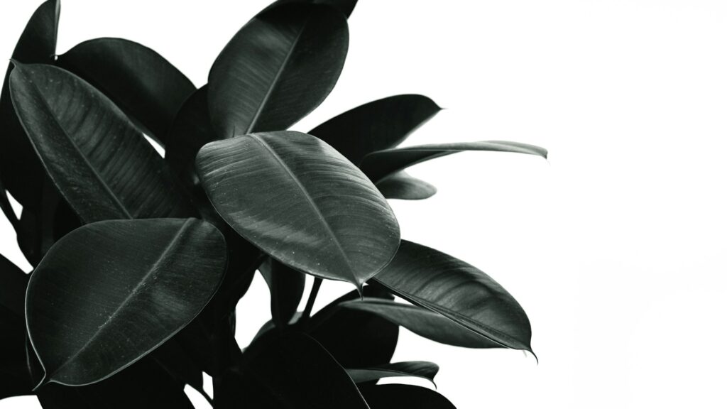 Rubber Plant Care