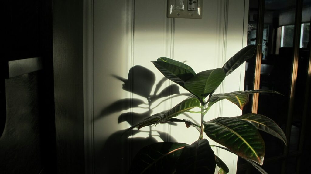 Rubber Plant Care