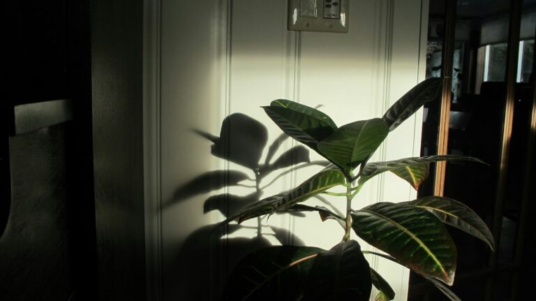 Rubber Plant Care