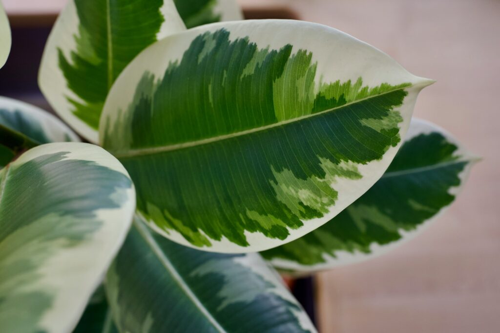 Rubber Plant Care