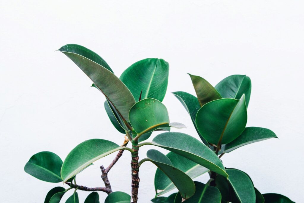 indoor Rubber Plant Care