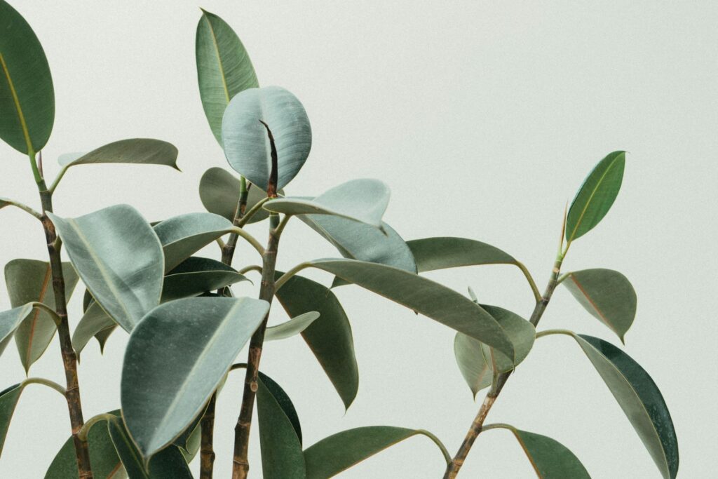 Rubber Plant Care