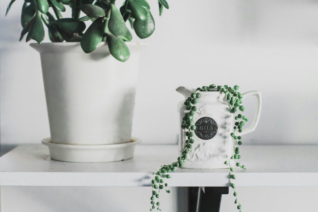 Care for a String of Pearls Plant