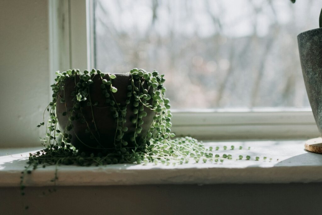 String of Pearls Plant care