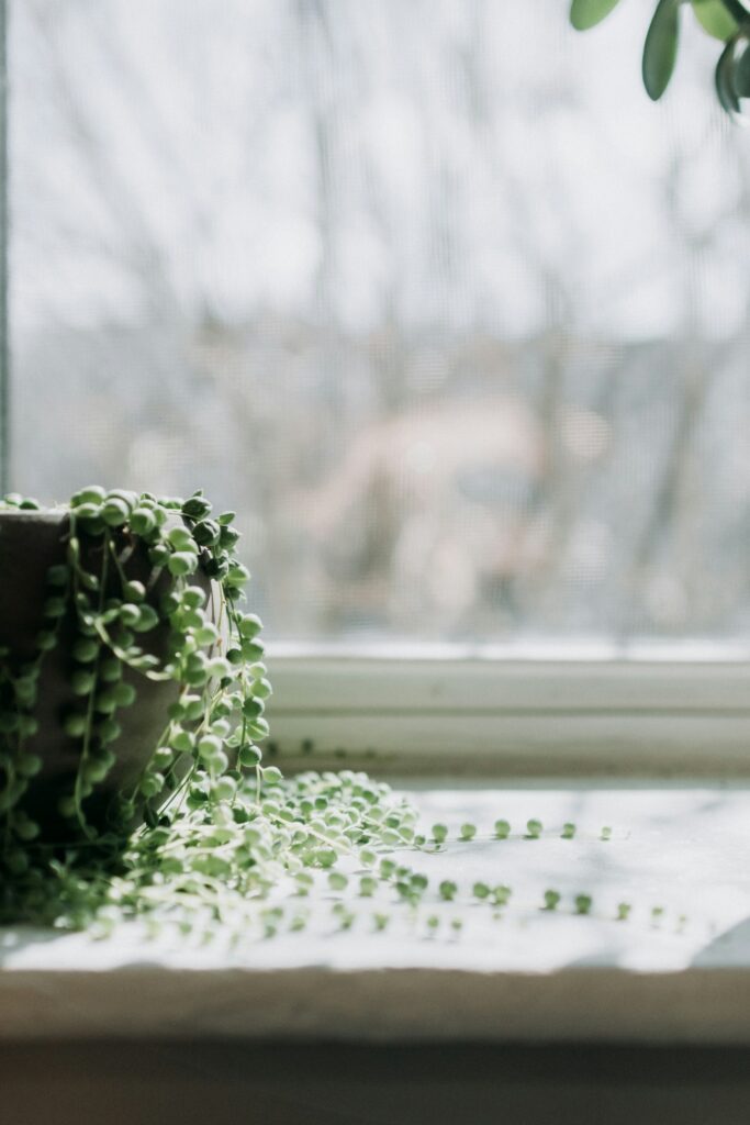 Care for a String of Pearls Plant