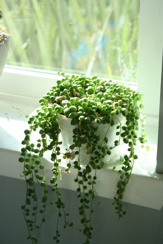 Care for a String of Pearls Plant